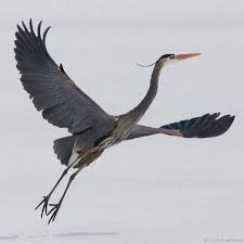 Over 1,140 great blue heron flying pictures to choose from, with no signup needed. Great Blue Heron In Flight Animals Beautiful Pet Birds Birds In Flight