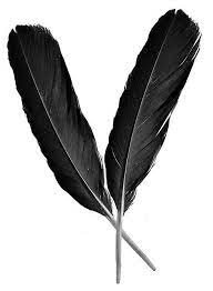 Two Raven Feathers Raven Feather Raven Feathers Feather