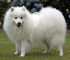 Japanese Spitz Japanese Spitz Japanese Spitz Dog Japanese Spitz Puppy