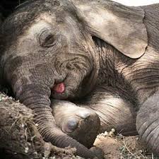 How It Is Possible To Be So Cute Phantastic Phants Photo By Janewynyard For Info About Promoting Your Eleph Sleeping Animals Elephant Animals Beautiful