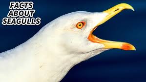 Image result for seagull