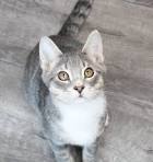 Russian Blue Cats | Russian Blue Cat Breed Info & Pictures ...