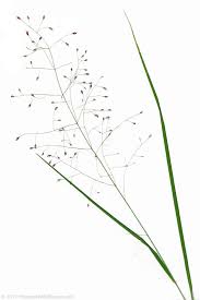 Image result for Eragrostis heteromera