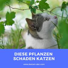 Giftige Pflanzen Fur Katzen Pflanzen Katzen Giftige Pflanzen