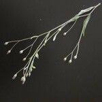 Image result for Gutenbergia rueppellii