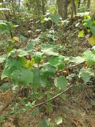 Image result for Dombeya buettneri