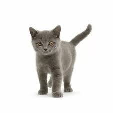 She is three months old kitten of pure british shorthair blue cat breed. Blue British Shorthair Kitten Standing Print 18252061 Cards