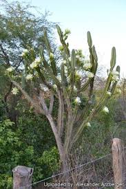 Image result for Cereus jamacaru
