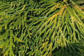 The first symptoms are typically a yellowing or fading of foliage on scattered lateral branches that later turns a reddish brown. 363 Leyland Cypress Photos Free Royalty Free Stock Photos From Dreamstime