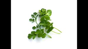 You can use cuttings for propagating parsleys instead of sowing. How To Plant Parsley Youtube