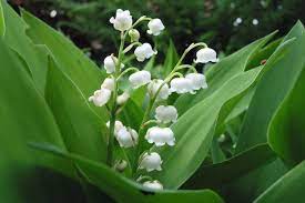 Convallaria majalis • muguet commun, muguet. Le Muguet Un Brin Symbolique Comment Le Choisir Le Cultiver Et Pourquoi L Offre T On Le 1er Mai Actu Toulouse