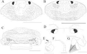 Image result for Cadaba glaberrima