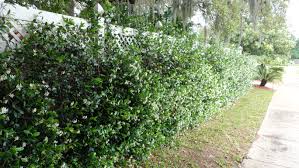 The star jasmine or trachelospermum jasminoides is an evergreen, highly fragrant climber, for sale from paramount climbing plants nursery, london & online uk. Confederate Jasmine Climbing A Vinyl Fence Evergreen Vines Climbing Confederate Jasmine Vinyl Fence