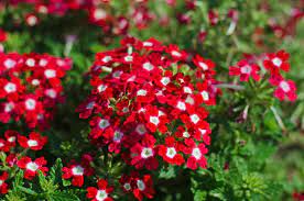 Verbena is a great summer plant with long bloom times and a great tolerance to heat. How To Grow And Care For Verbena Gardener S Path