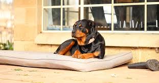 Also musste ich alles wechseln und einiges in reinigung bringen. Die 3 Besten Hundematratzen 2021 Im Test Hunde Plus