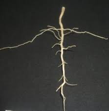 Image result for Corbichonia decumbens