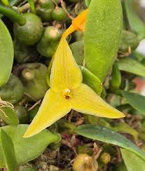 Image result for Falkia oblonga