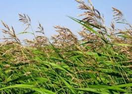 Image result for Phragmites mauritianus