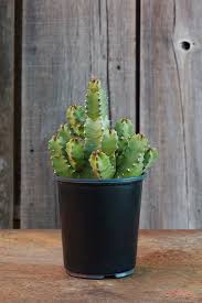 Image result for Euphorbia rectirama