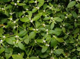 Image result for Alternanthera sessilis