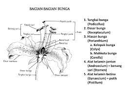 Gambar hewan hitam putih mewarnai gambar merupakan suatu bentuk tiruan baik tiruan makhluk hidup benda mati atau abstrak. Gambar Bagian Bunga Hitam Putih
