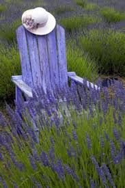 Garden Adirondack Chair And Straw Hat Lavender Festival Sequim Washington Usa Photographic Print Merrill Images Allposters Com Lavender Cottage Lavender Garden Lovely Lavender