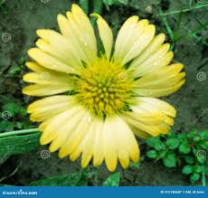 43,662 Daisy Plants Stock Photos