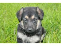 White german shepherd puppies for sale in missouri. German Shepherd Puppies In Missouri