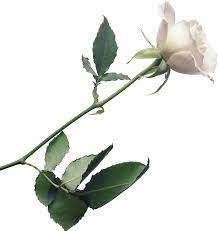White Rose Png Image Flower White Rose Png Picture White Rose Png White Roses Background White Roses