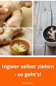 Ingwer Selber Ziehen So Geht S In 2020 Ingwer Selber Ziehen Ingwer Gesund Ingwer Pflanzen