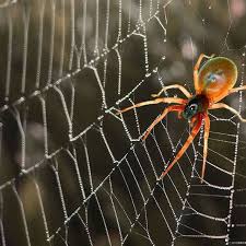 images?q=tbn:ANd9GcQCPYGmk0IEpoVmdDzXkbPBmv2DM73irswECw&s