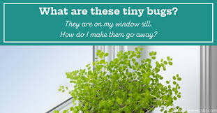 Tiny Black Flying Bugs On Window Sills, In The Dead Of Winter - Ask  Extension