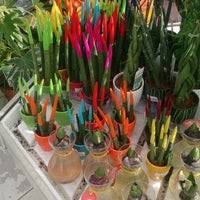 Bahce Market Saryyer