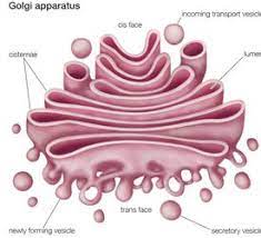 Animals typically contain trillions of cells. Animal Cells And The Membrane Bound Nucleus