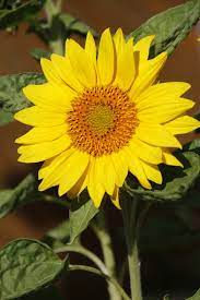 Salah satu tanaman yang saya tanam di rumah adalah bunga matahari. Gambar Bunga Matahari Besar