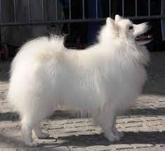 He seems to be smiling all the time! Verein Fur Deutsche Spitze E V Fci Standard Fur Japan Spitze