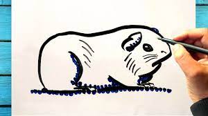Tuto dessin cochon d'inde mignon, comment dessiner un cochon d'inde  facilement - YouTube