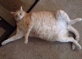 Skeeter Duffy San Francisco Giant Matt Duffy S Oversized Cat Sf Giants Players San Francisco Giants Baseball Sf Giants