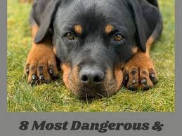 While both the pitbull and the rottweiler might have a scary reputation, this mixed breed dog is as sweet as can be when it comes down to it. 8 Aggressive Dog Breeds You Should Not Mess With Pethelpful