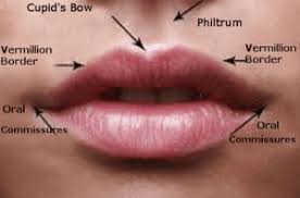 Image result for Lip Cancer