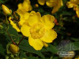 Check spelling or type a new query. Hypericum X Hidcoteense Hidcote From Burncoose Nurseries