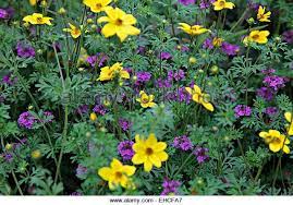 Bidens Verbena Stock Photos Bidens Verbena Stock Images Verbena Companion Planting Image