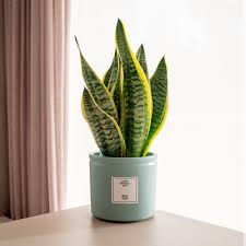 Image result for Sansevieria