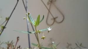 Image result for Oldenlandia hockii