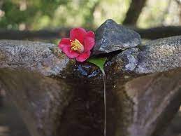 Tsubaki Camellia Fountain At Honen In Kyoto Kyoto Garden Kyoto Camellia