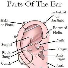 Guide To Ear Piercings Ear Piercings Piercings Ear Piercings Chart