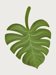 Download Premium Illustration Of Tropical Split Leaf Philodendron Philodendron Tropical Leaves Illustration Leaf Illustration