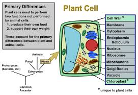 These cells differ in their shapes, sizes and their structure as they have to fulfil specific functions. Plant Cells Vs Animal Cells With Diagrams Owlcation