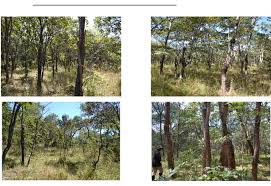 Image result for Bridelia duvigneaudii