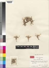 Image result for Sagina abyssinica